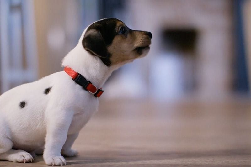 Image of a puppy. Video - Does indoor air quality affect my pet?|