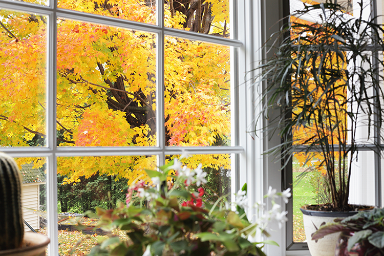 5 Tips to Improve Your Indoor Air Quality This Fall. Window outside with tree changing colors in the fall.