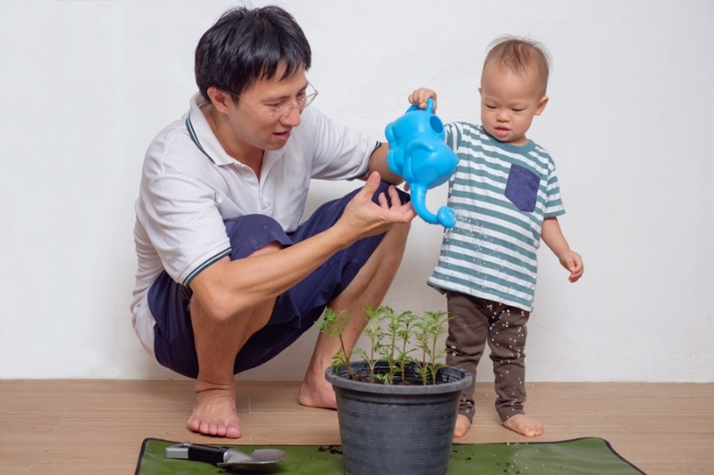 5 Ways to Improve Your Indoor Air Quality - Smiling Middle age asian father teaching his cute little asian 18 months / 1 year old toddler baby boy child about plants at home / apartment in the urban city