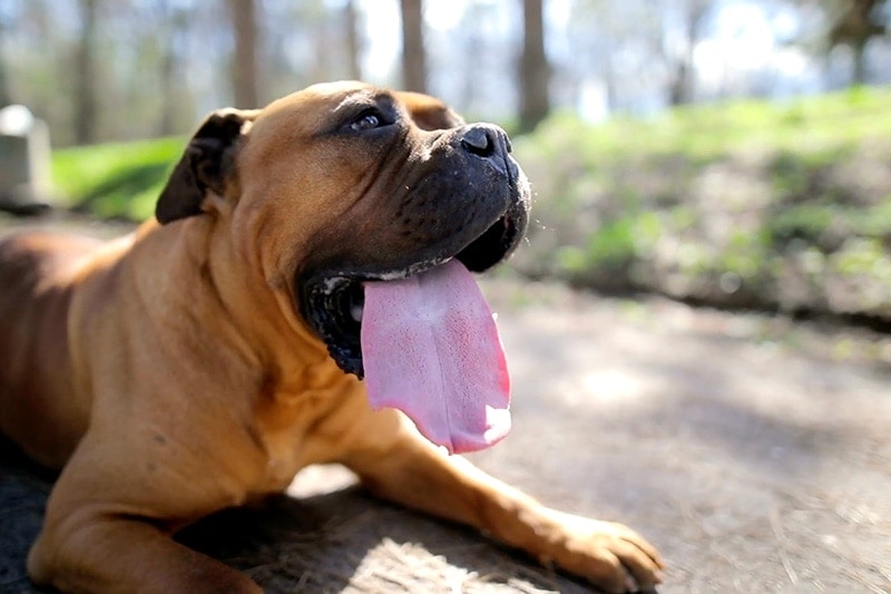 Video - Summer AC Check Up. Dog in the summertime.|